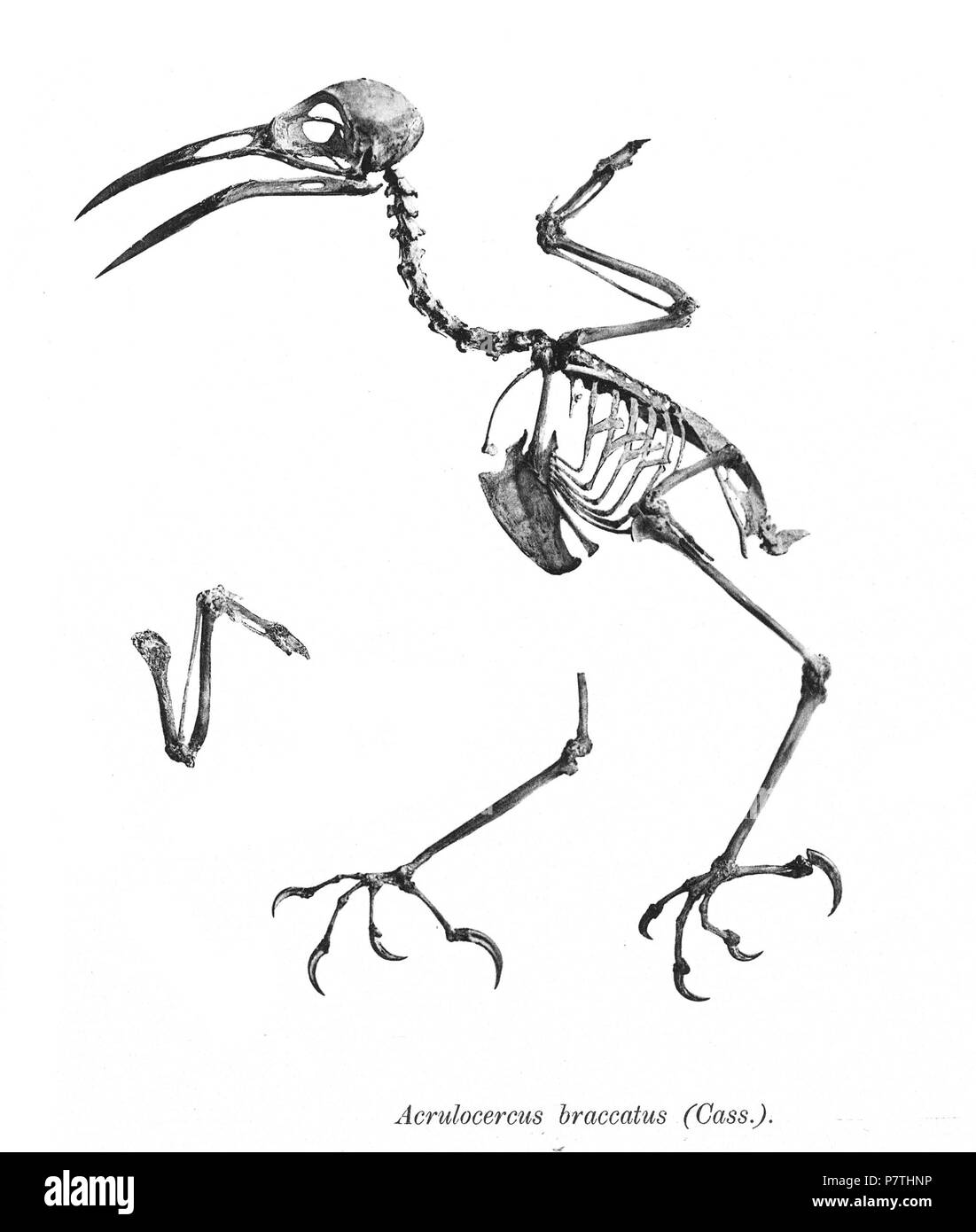 Scheletri di uccelli. Notare che la corrente i nomi scientifici devono essere verificati. Acrulocercus braccatus . 1897 13 Acrulocercus braccatus 164 Foto Stock