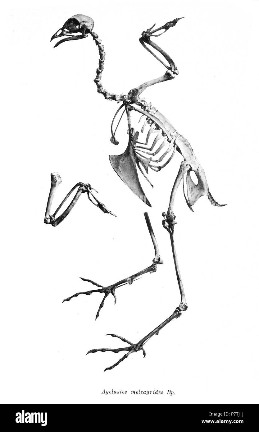 Scheletri di uccelli. Agelastes meleagrides . 1897 14 Agelastes meleagrides 203 Foto Stock