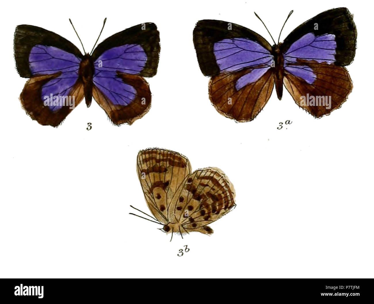 25 ArhopalaAeta 695 3 Fitch Foto Stock