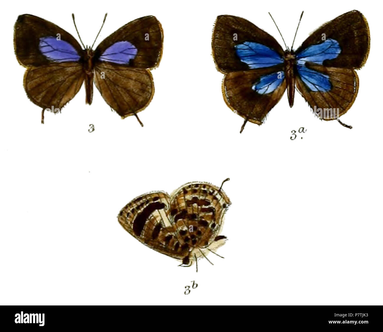 26 ArhopalaZephyretta 697 3 Fitch Foto Stock