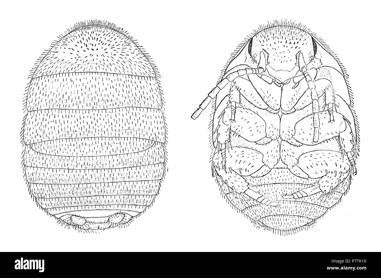 28 Attaphila fungicola femmina Foto Stock