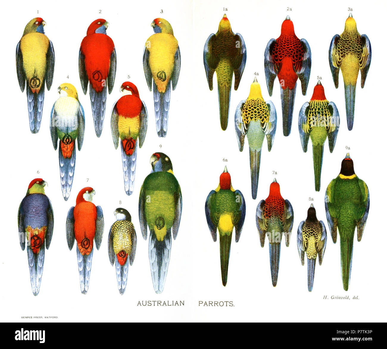 Pappagalli australiani Platycercus caledonicus P. elegans P. flaveolus P. adscitus P. eximius Purpureicephalus spurius Platycercus icterotis Platycercus venustus Barnardius zonarius . 1918 29 AusParrotsGronvold Foto Stock