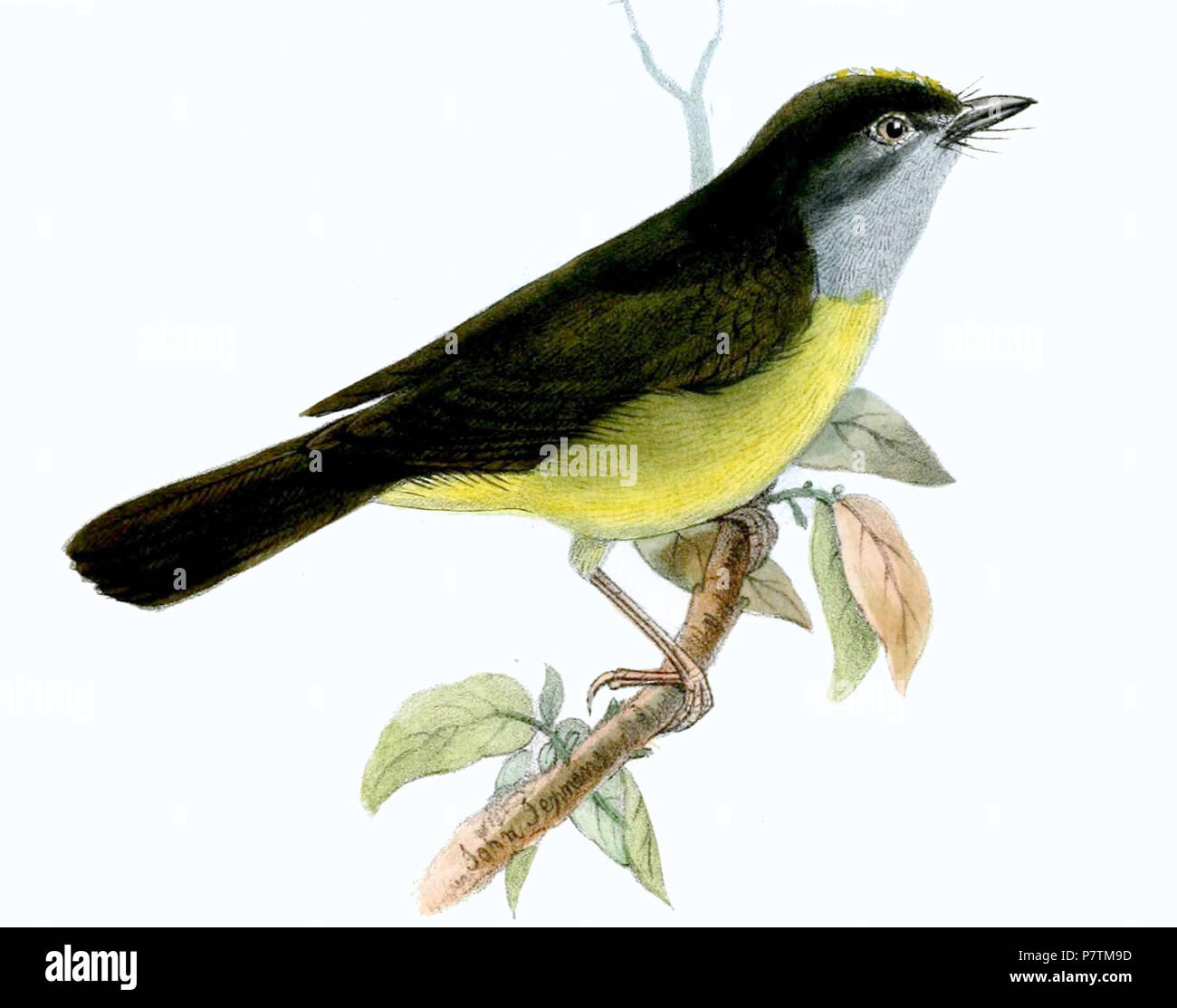Griseiceps cinereicollis - ritagliato . 1864 35 BasileuterusCinereicollisJennens Foto Stock