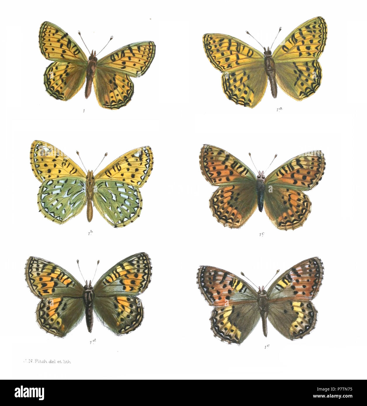 Boloria clara = Argynnis clara . tra il 1899 e il 1900 52 BoloriaClara 378 Foto Stock