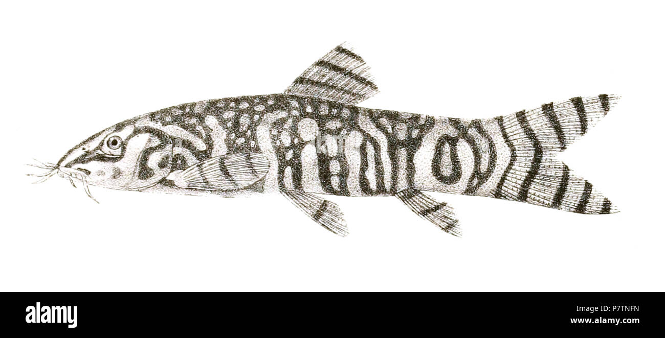 I nomi delle specie / identità bisogno della verifica - nomi originali dalla piastra sono qui inclusi. L'originale lastre mostravano i pesci rivolto verso destra e che sono stati capovolti qui. Botia geto . 1878 53 Botia geto giorno 154 Foto Stock