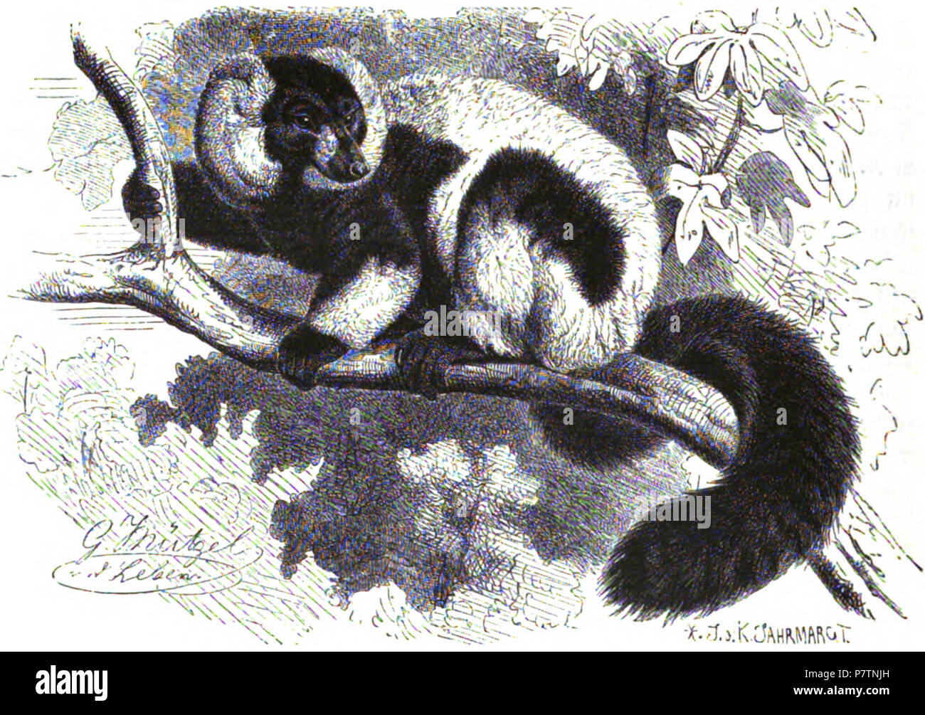 Inglese: nero-e-bianco lemure ruffed (Varecia variegata) . 1890 55 Brehms Het Leven der Dieren Zoogdieren Orde 2 Vari (Lemur varius) Foto Stock