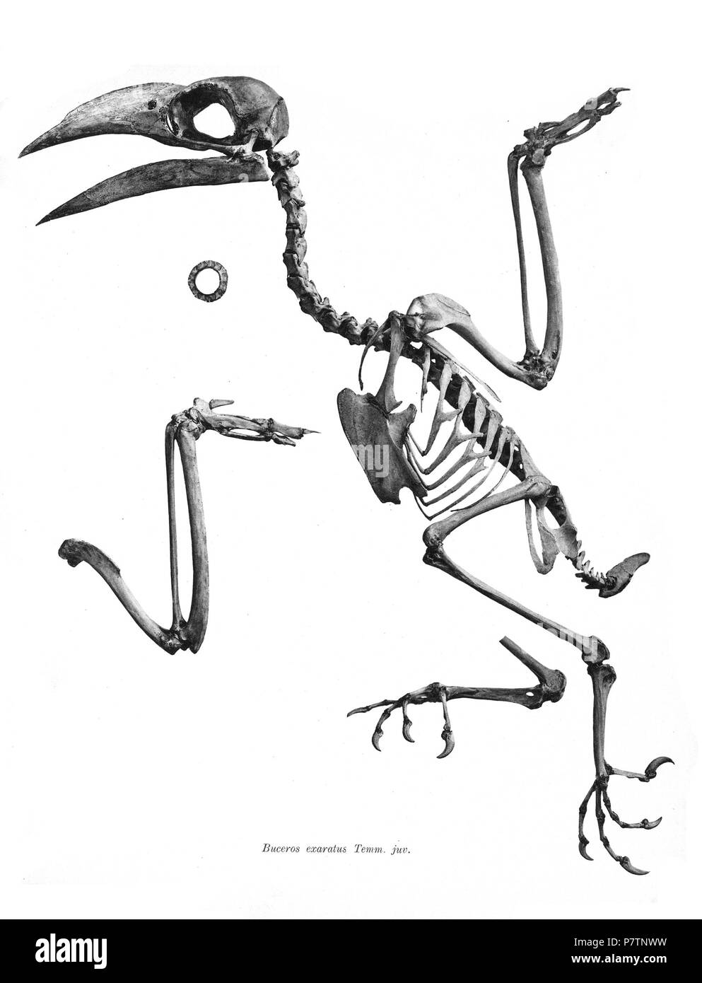 Scheletri di uccelli. Notare che la corrente i nomi scientifici devono essere verificati. Buceros exaratus . 1897 56 Buceros exaratus 269 Foto Stock