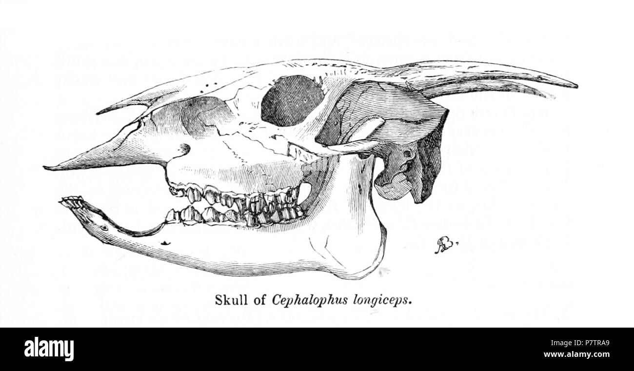 Cephalophus longiceps = Cephalophus silvicultor longiceps J.E. Grigio, 1865, Inglese: Giallo-backed Duiker, cranio maschio . 1865 (pubblicato 1866) 63 CephalophusLongicepsPZSL1864 Foto Stock