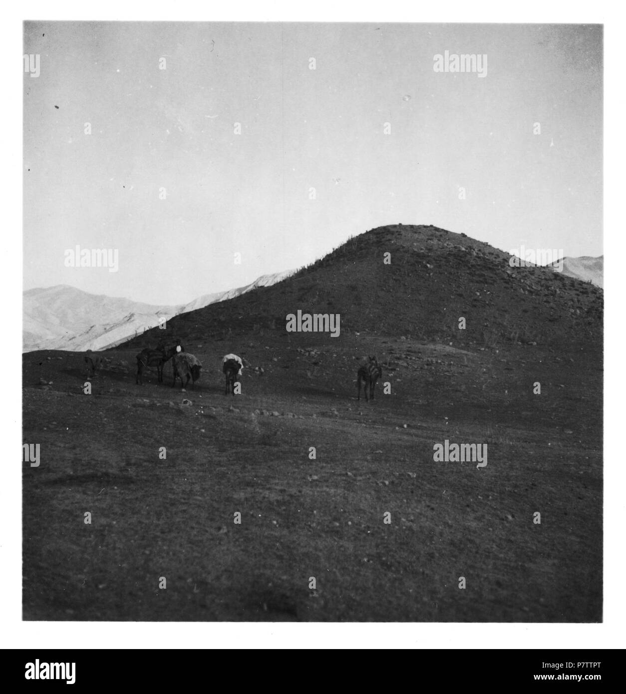 Persien, Elburs-Gebirge (Elburz): Maultiere oder Pferde; Gesattelte Maultiere oder Pferde am Weiden. Dal 1935 fino al 1935 76 CH-NB - Persien, Elburs-Gebirge (Elburz)- Maultiere oder Pferde - Annemarie Schwarzenbach - SLA-Schwarzenbach-UN-5-06-214 Foto Stock