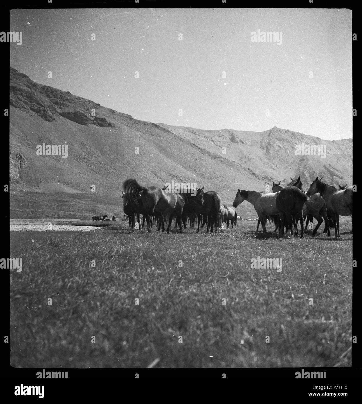 Persien, Elburs-Gebirge (Elburz): Pferde; Pferdeherde. Dal 1935 fino al 1935 76 CH-NB - Persien, Elburs-Gebirge (Elburz)- Pferde - Annemarie Schwarzenbach - SLA-Schwarzenbach-UN-5-06-212 Foto Stock