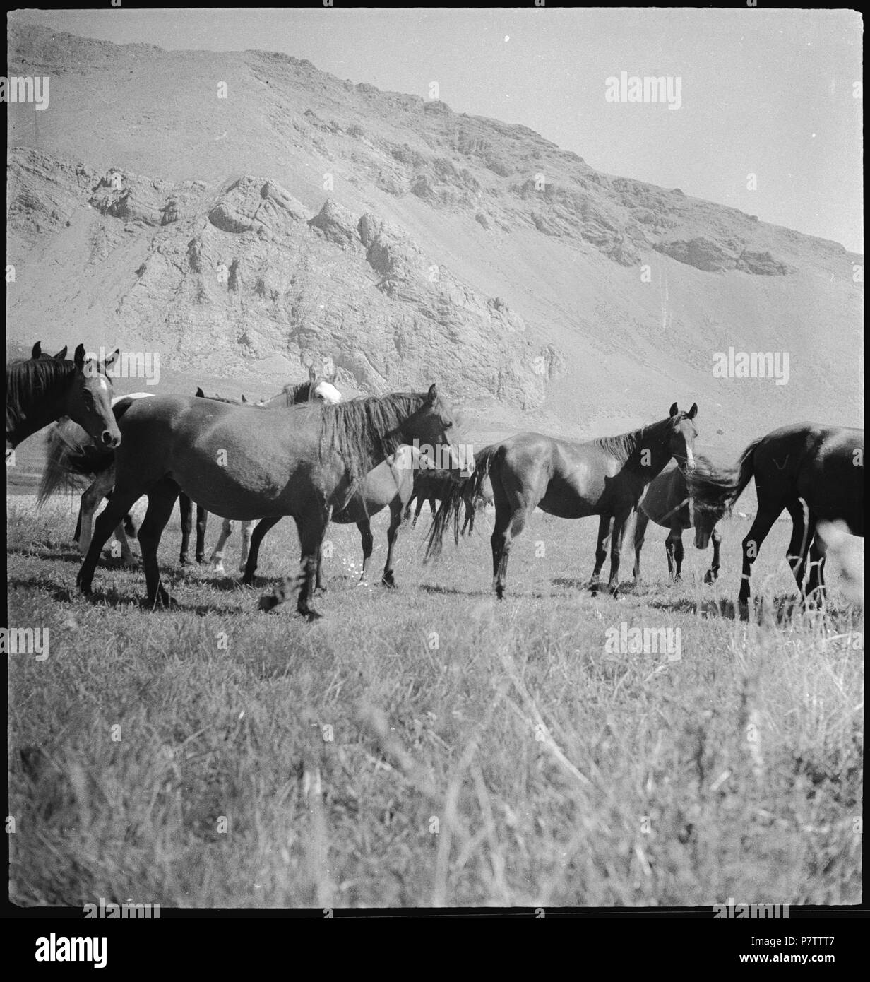 Persien, Elburs-Gebirge (Elburz): Pferde; Pferdeherde. Dal 1935 fino al 1935 76 CH-NB - Persien, Elburs-Gebirge (Elburz)- Pferde - Annemarie Schwarzenbach - SLA-Schwarzenbach-UN-5-06-189 Foto Stock