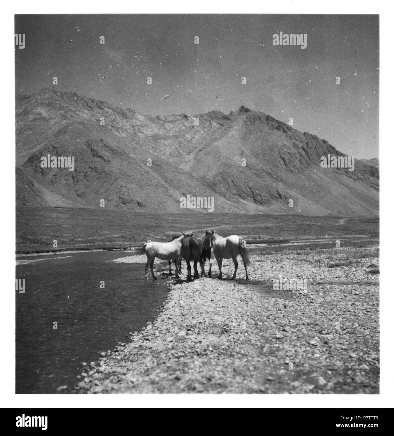 Persien, Elburs-Gebirge (Elburz): Pferde; Pferde am Fluss. Dal 1935 fino al 1935 76 CH-NB - Persien, Elburs-Gebirge (Elburz)- Pferde - Annemarie Schwarzenbach - SLA-Schwarzenbach-UN-5-06-184 Foto Stock