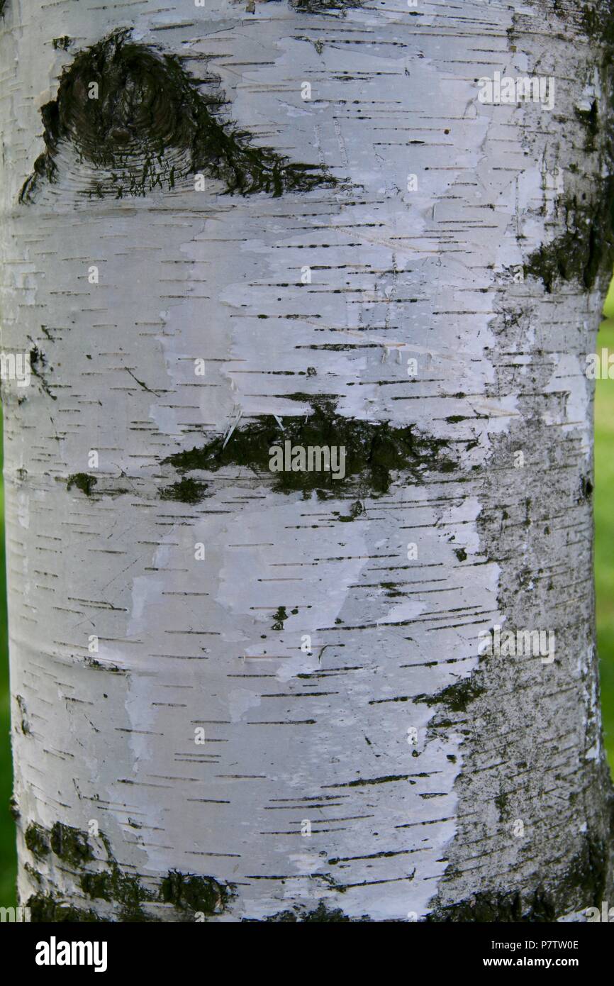 White Birch tronco di albero Foto Stock