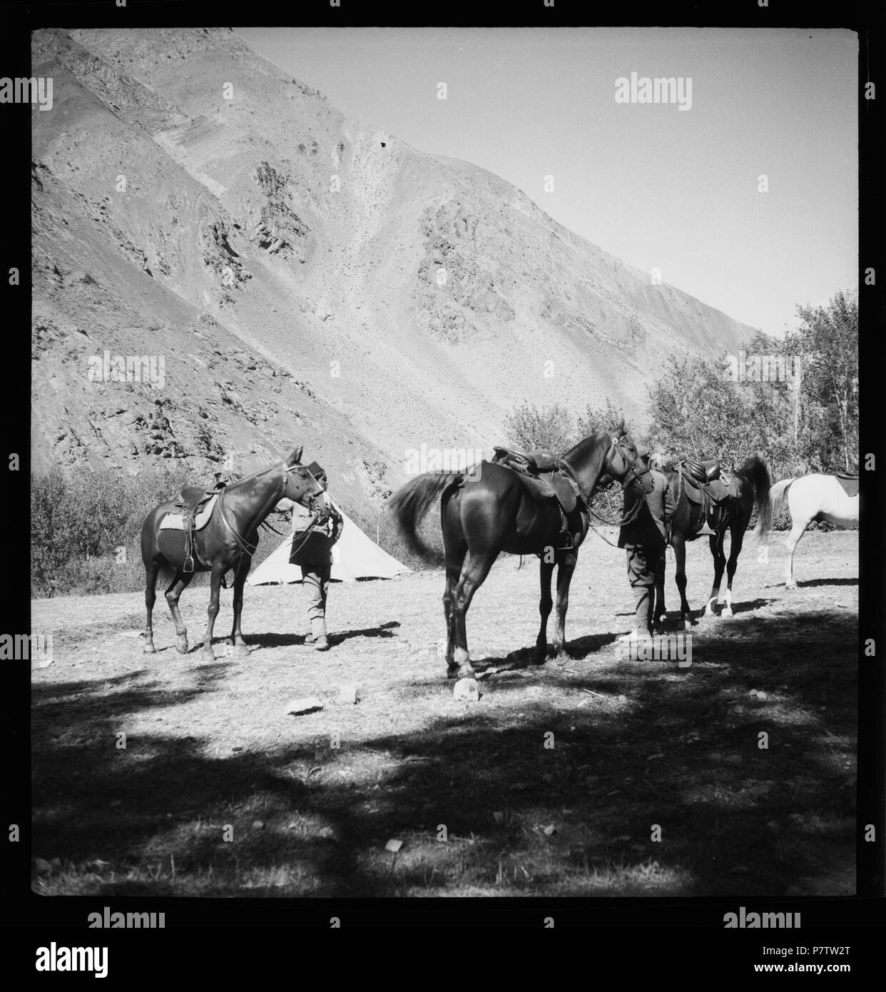 Persien, Scharis-Danek Elburs-Gebirge im (Elburz): Jagd; Gesattelte Pferde. Dal 1935 fino al 1935 78 CH-NB - Persien, Scharis-Danek Elburs-Gebirge im (Elburz)- Jagd - Annemarie Schwarzenbach - SLA-Schwarzenbach-UN-5-06-319 Foto Stock