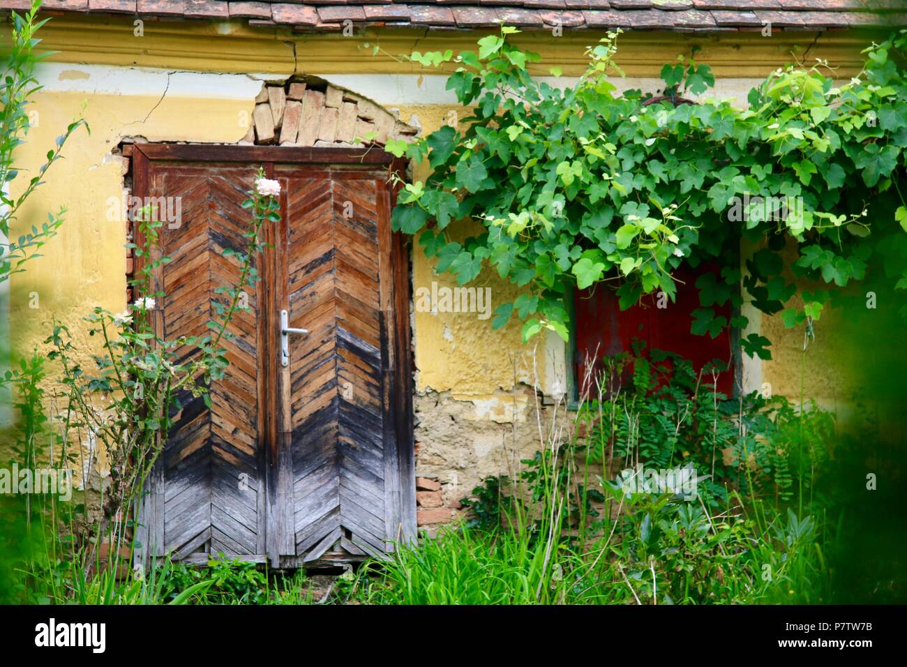 Garden Cottage con vitigno sovrastante la finestra. Foto Stock