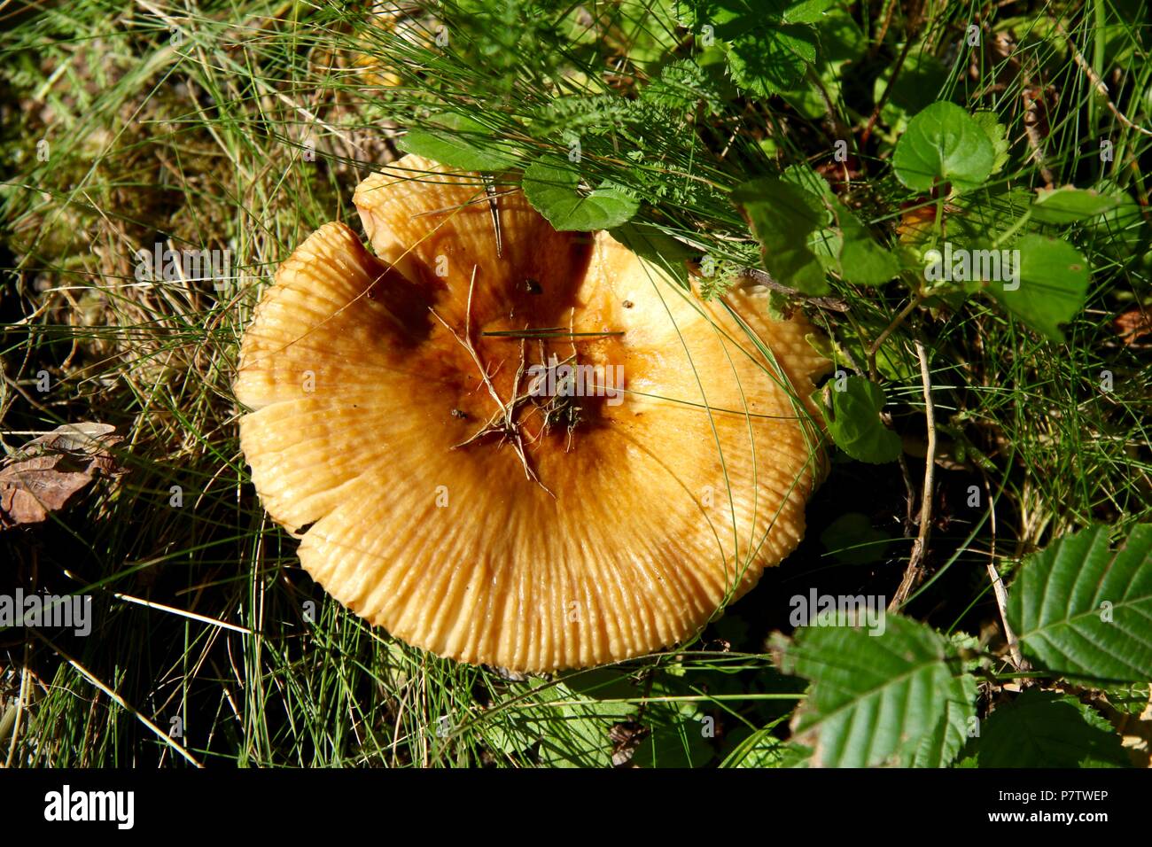 Enorme di fungo d'oro dopo la pioggia crescente sul lato di una strada forestale in Ungheria Foto Stock