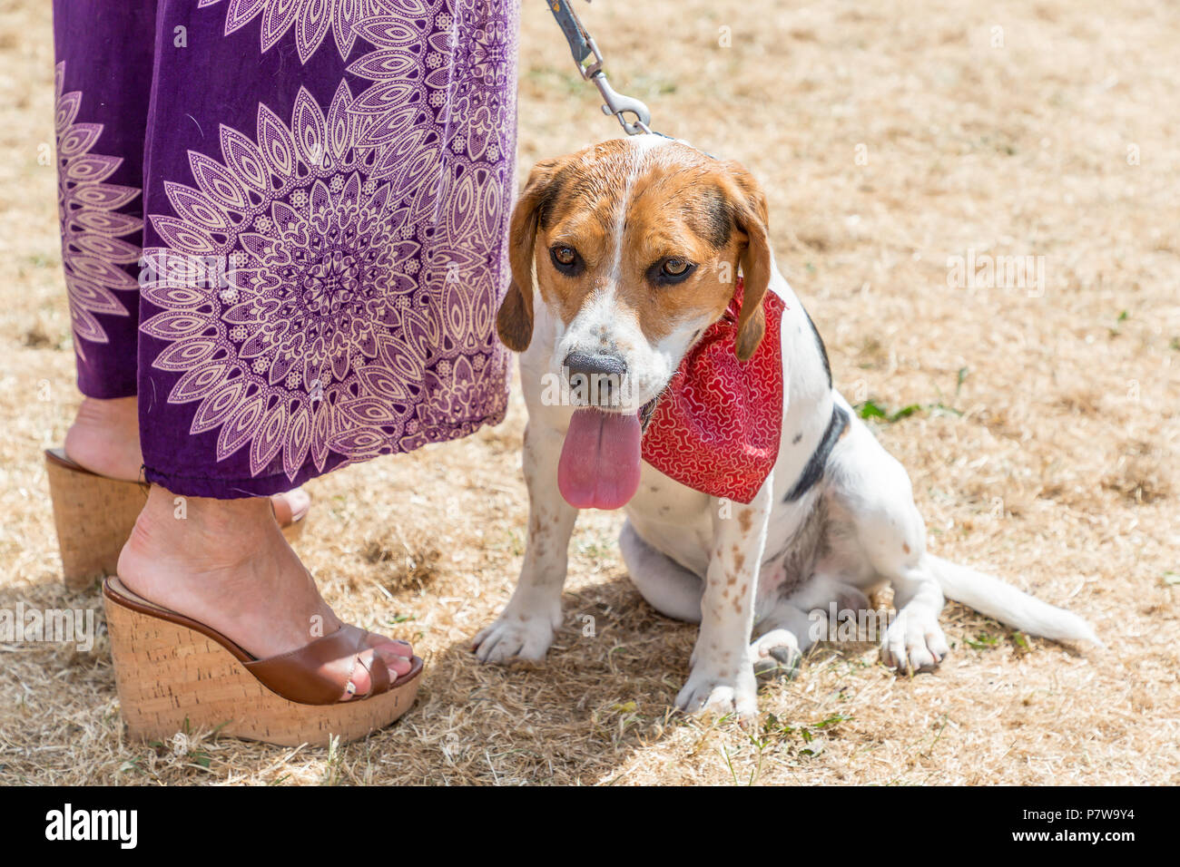 Cheshire, Regno Unito. 08 luglio 2018Stockton Heath Festival nel Cheshire, Inghilterra, Regno Unito, hanno tenuto la loro undicesima fete sul campo eventi dove centinaia di persone braved la canicola e si è divertita Credito: John Hopkins/Alamy Live News Foto Stock