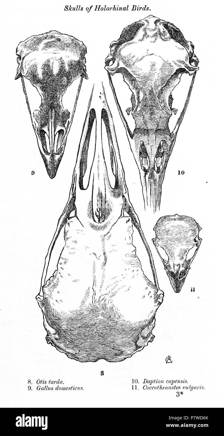 8. Otis tarda = Otis tarda Linnaeus, 1758 9. Gallus domesticus = Gallus gallus domesticus (Linnaeus, 1758) 10. Daption capensis [sic] = Daption capense (Linnaeus, 1758) 11. Coccothraustes vulgaris = Coccothraustes coccothraustes (Linnaeus, 1758) Inglese: teschi di uccelli holorhinal dalla dorsale: 8. Grande Bustard 9. Pollo 10. Cape Petrel 11. Hawfinch . 1873 (pubblicato 1874) 46 BirdSkulls2 PZSL1873 Foto Stock