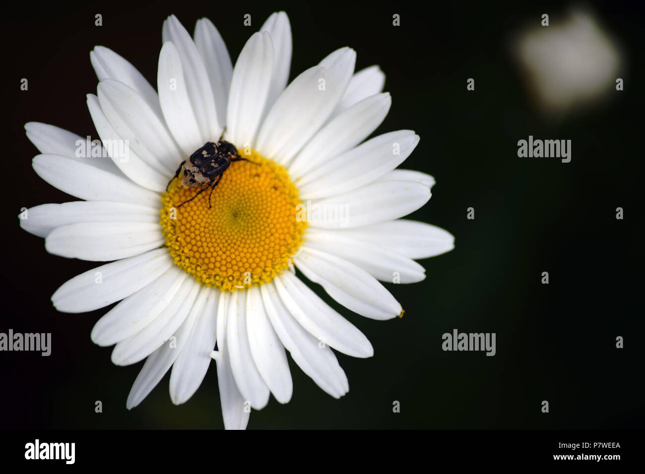 Close-up e vista dall'alto sul fiore bianco di una margherita con un valgo hemipterus beetle al polline. Foto Stock