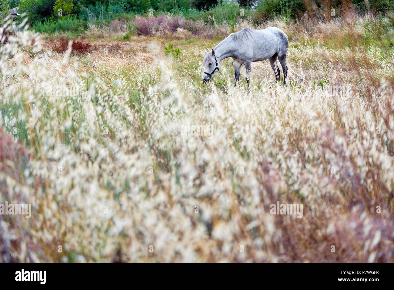 Foto sognante di pacifica white horse pascolando in erba alta su un prato Foto Stock