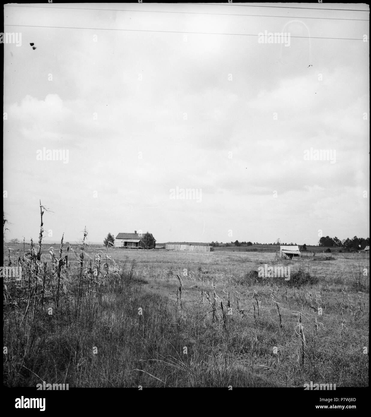 Stati Uniti d'America, zwischen Montgomery/AL und Columbus/GA: Landschaft; Weiden, im Hintergrund ein Häuser. Dal 1936 fino al 1938 87 CH-NB - USA, zwischen Montgomery-AL und Columbus-GA- Landschaft - Annemarie Schwarzenbach - SLA-Schwarzenbach-UN-5-11-077 Foto Stock