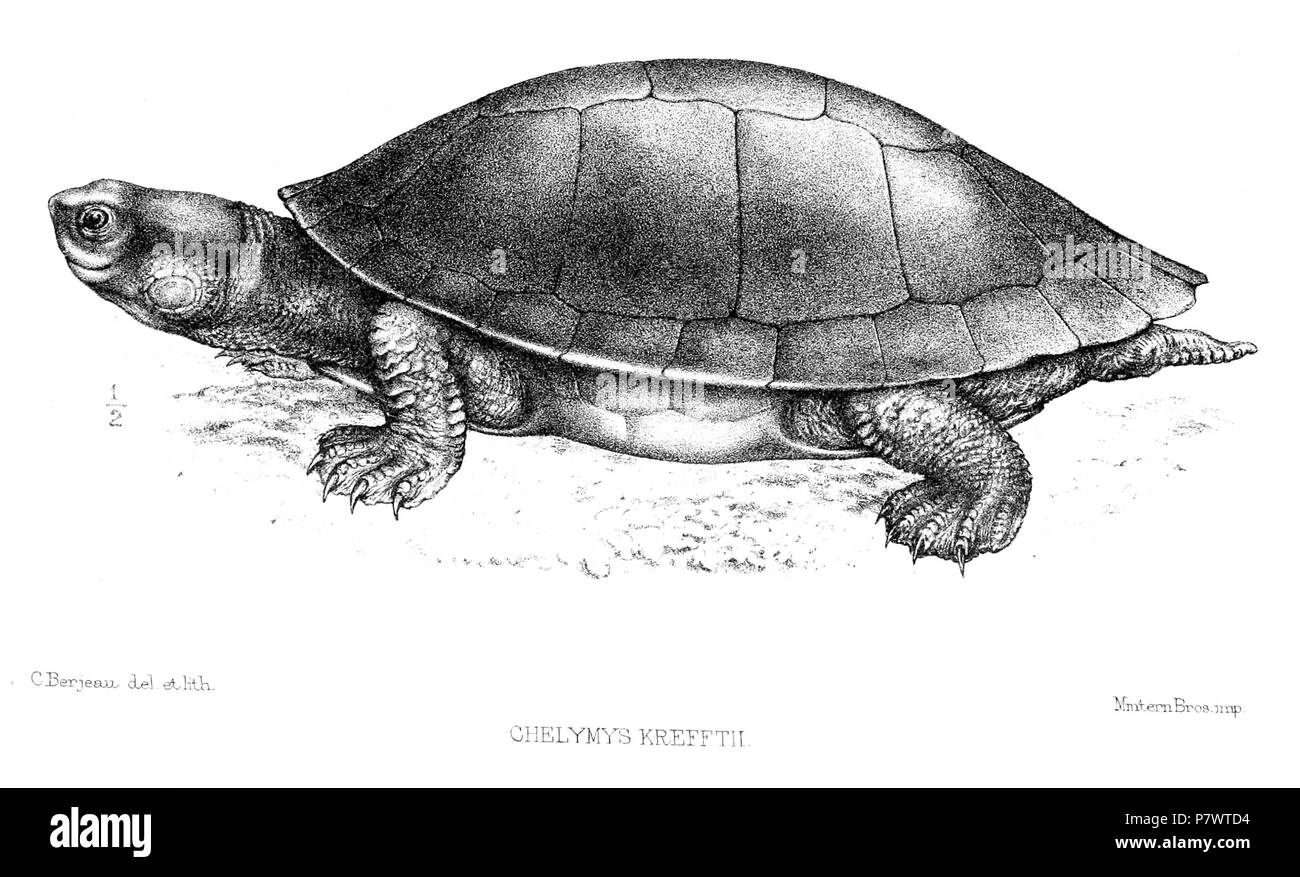 Chelymys krefftii = Emydura krefftii macquarii (Gray, 1871) Inglese: Murray River Turtle . 1872 (pubblicato 1873) 90 ChelymysKrefftiiBerjeau Foto Stock