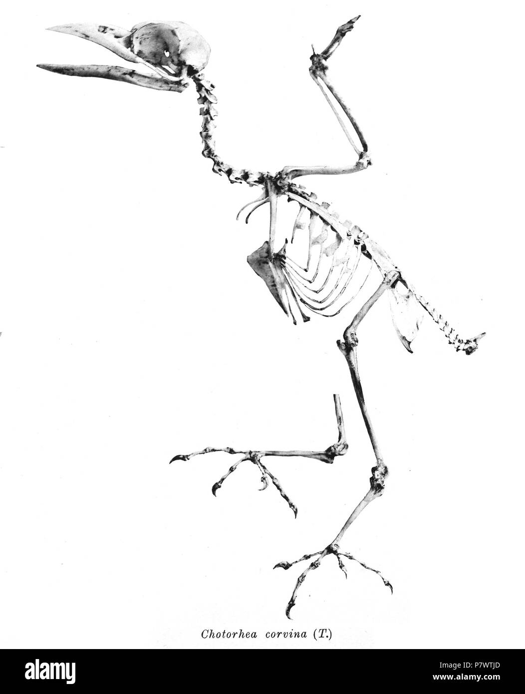 Scheletri di uccelli. Chotorhea corvina =Psilopogon corvina . 1897 91 Chotorhea corvina 187 Foto Stock