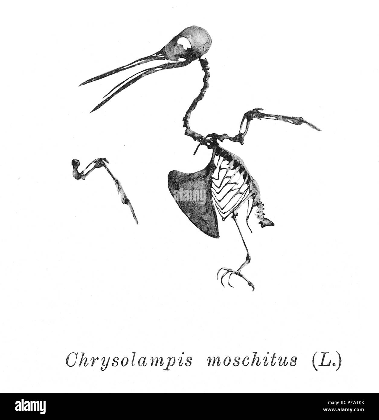 Scheletri di uccelli. Notare che la corrente i nomi scientifici devono essere verificati. Chrysolampis moschitus . 1897 91 Chrysolampis moschitus 205 Foto Stock