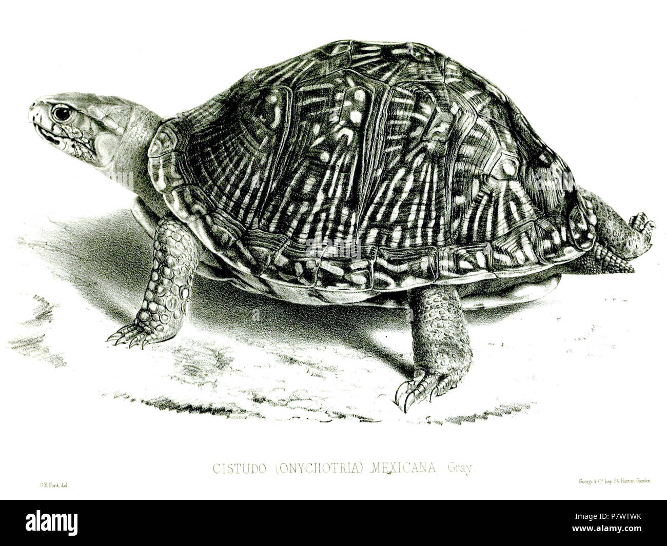 Cistudo mexicana = Terrapene carolina mexicana . 1848 92 CistudoMexicanaFord Foto Stock