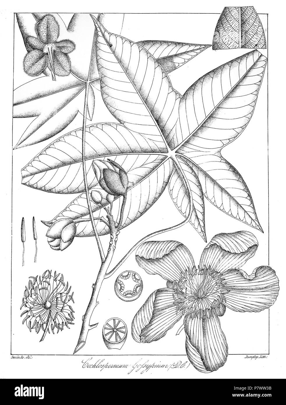 Cochlospermum gossypium . 1873 93 Cochlospermum gossypium Govindoo Foto Stock