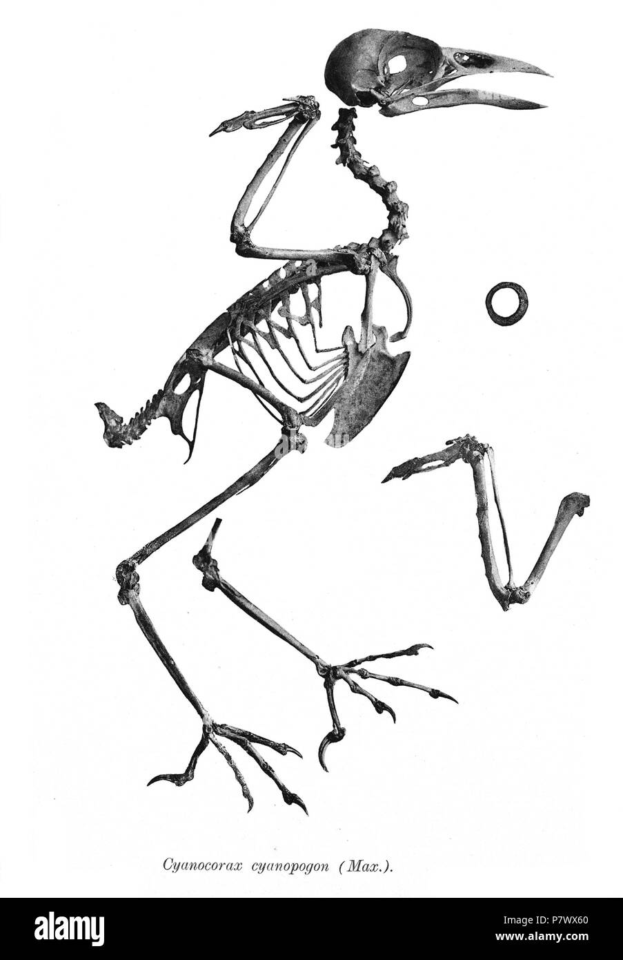 Scheletri di uccelli. Notare che la corrente i nomi scientifici devono essere verificati. Cyanocorax cyanopogon . 1897 101 Cyanocorax cyanopogon 160 Foto Stock