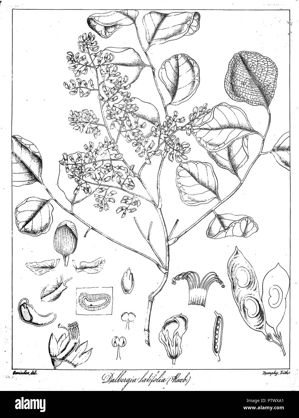 Dalbergia latifolia . 1873 101 Dalbergia latifolia Govindoo Foto Stock