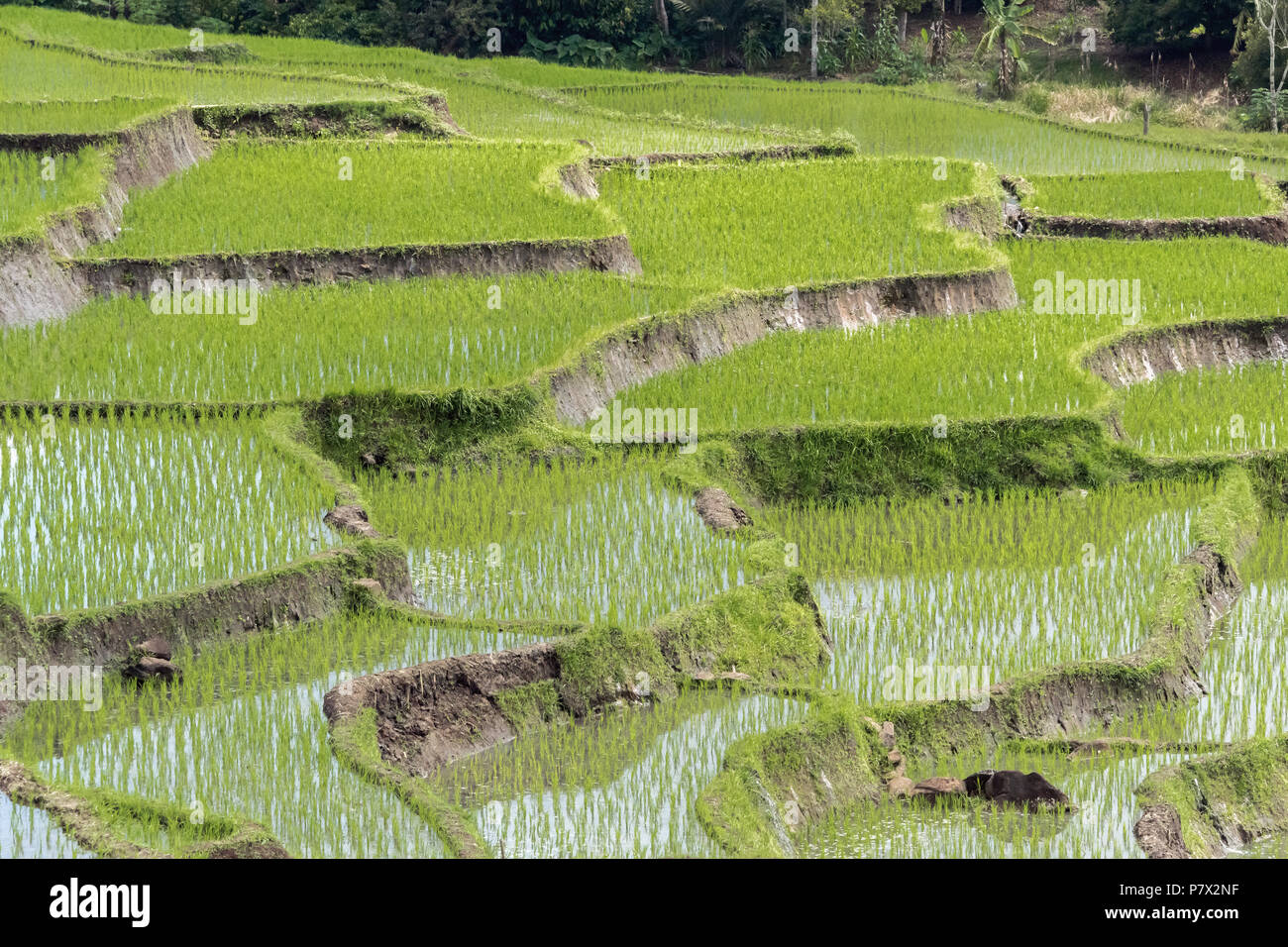 Riso Verde germogli che crescono in acqua-riempito risaie, vicino Kelimutu National Park, Nusa Tenggara orientale, Indonesia Foto Stock