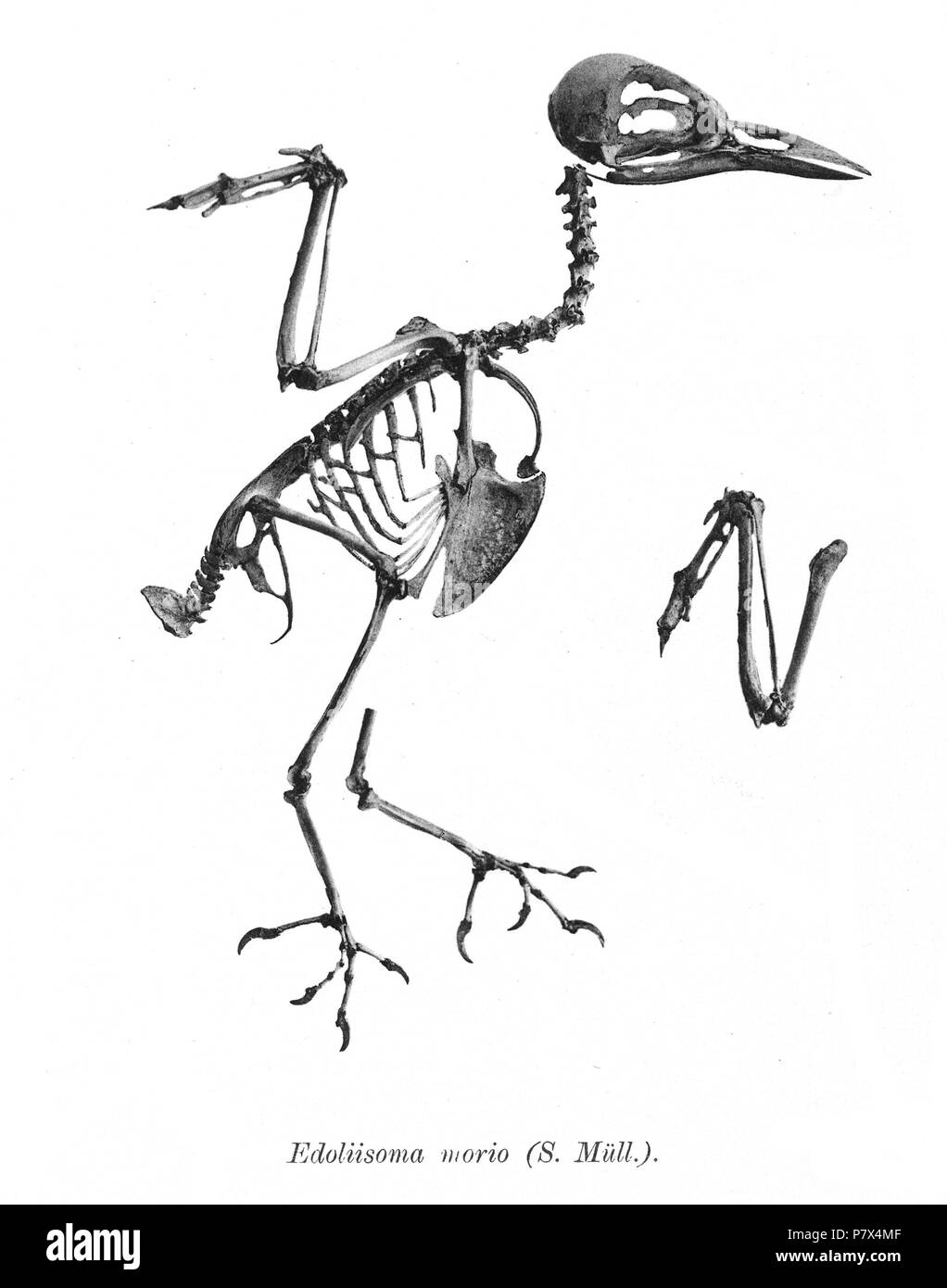 Scheletri di uccelli. Notare che la corrente i nomi scientifici devono essere verificati. Edoliisoma morio . 1897 141 Edoliisoma morio 167 Foto Stock