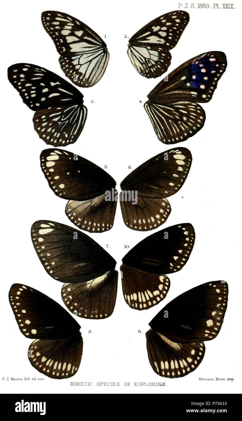 Juventa Radena = Ideopsis juventa (Cramer, [1777]), Tirumala conjuncta = Tirumala limniace conjuncta Moore, [1884], [Tirumala septentrionis] = Tirumala septentrionis (Butler, 1874), Trepsichrois linnaei = Euploea mulciber (Cramer, [1777]), Tronga bremeri = Euploea crameri bremeri C. & R.Felder, 1860 Crastia distanti = Euploea core distanti (Moore, 1882), Isamia chlo = Euploea midamus chloe (Guérin-Méneville, 1843), Crastia core = Euploea core core (Cramer, [1780]), Pademma kollari = Euploea klugii kollari C. & R.Felder, 1860 Narmada coreodes = Euploea sylvester coreta (Godart, [1819] Foto Stock