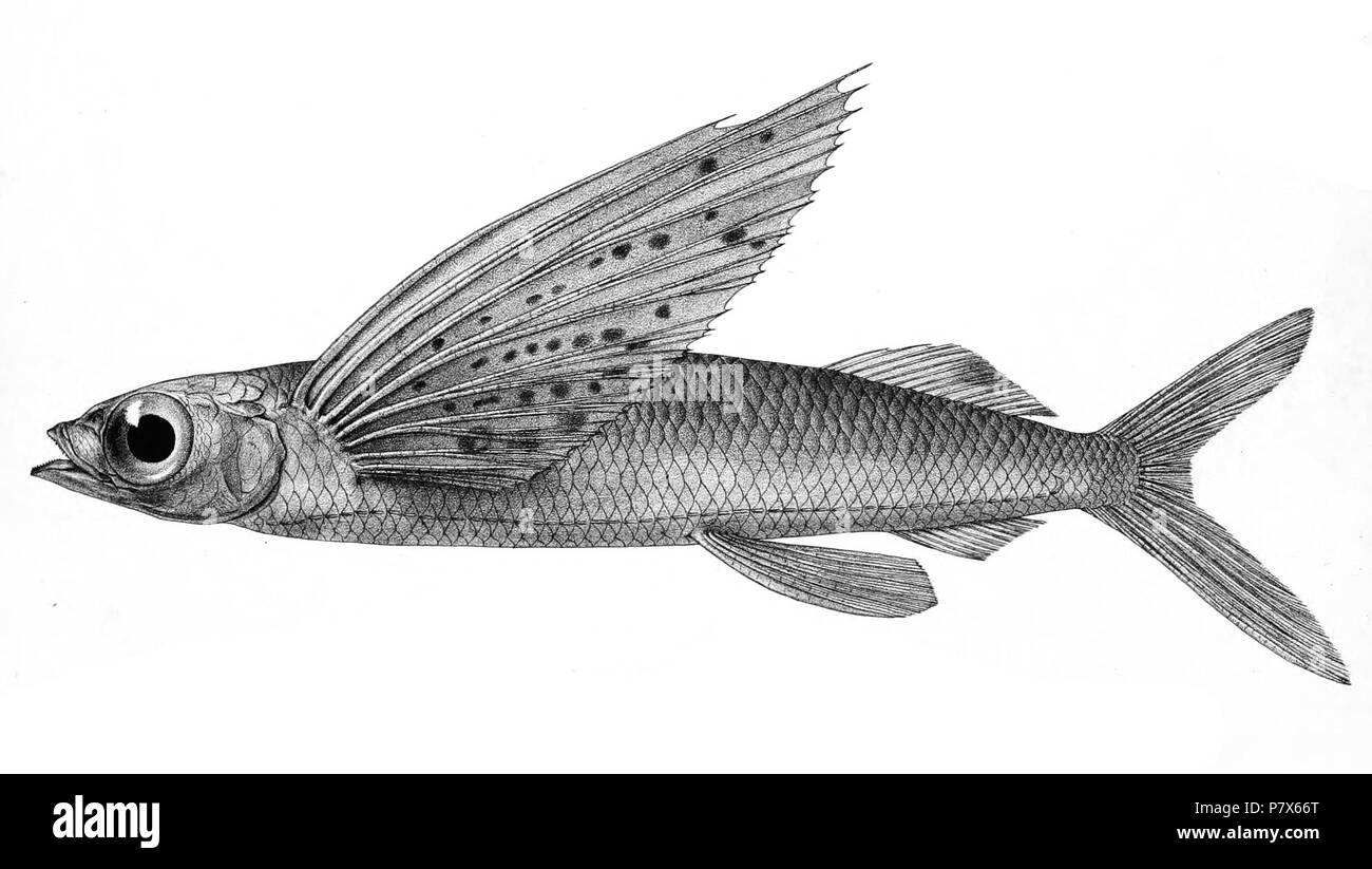 Cypselurus poecilopterus syn. Exocoetus poecilopterus i nomi delle specie / identità bisogno di verifica. L'originale lastre mostravano i pesci rivolto verso destra e che sono stati capovolti qui. Exocoetus poecilopterus . 1878 155 Exocoetus poecilopterus Mintern 120 Foto Stock