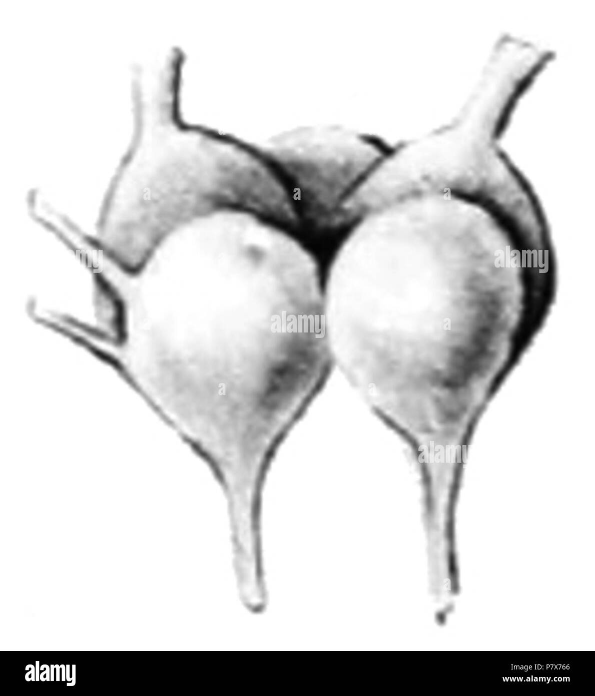 Inglese: Disegno di gangli cerebrali di Geomalacus maculosus. 1907 170 Geomalacus maculosus sistema nervoso Foto Stock