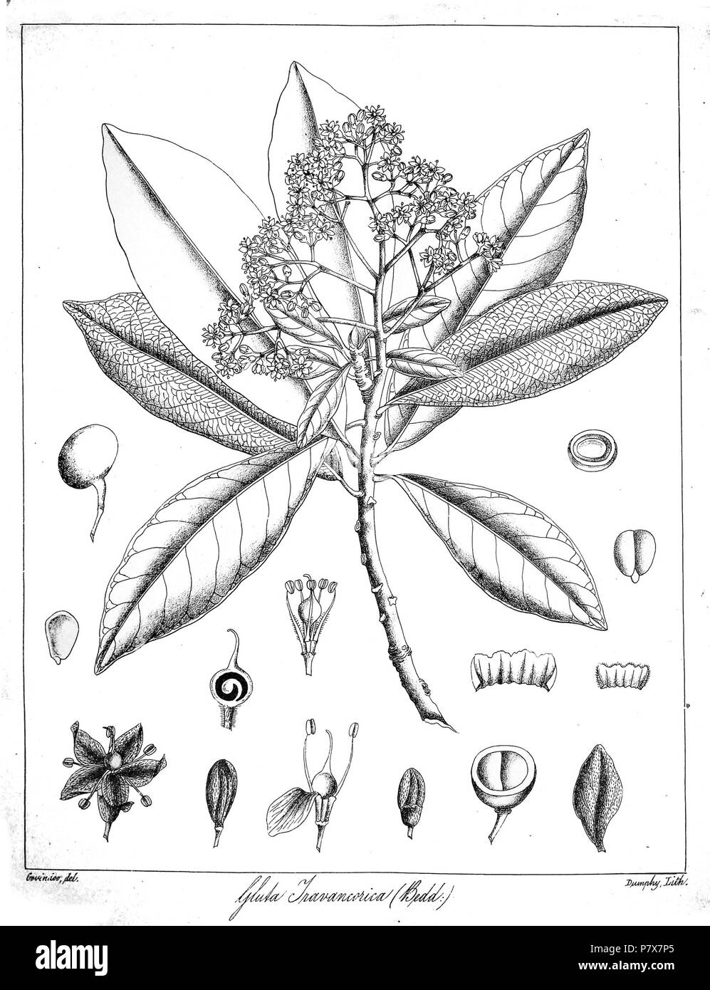 Gluta travancorica . 1873 173 Gluta travancorica Govindoo Foto Stock