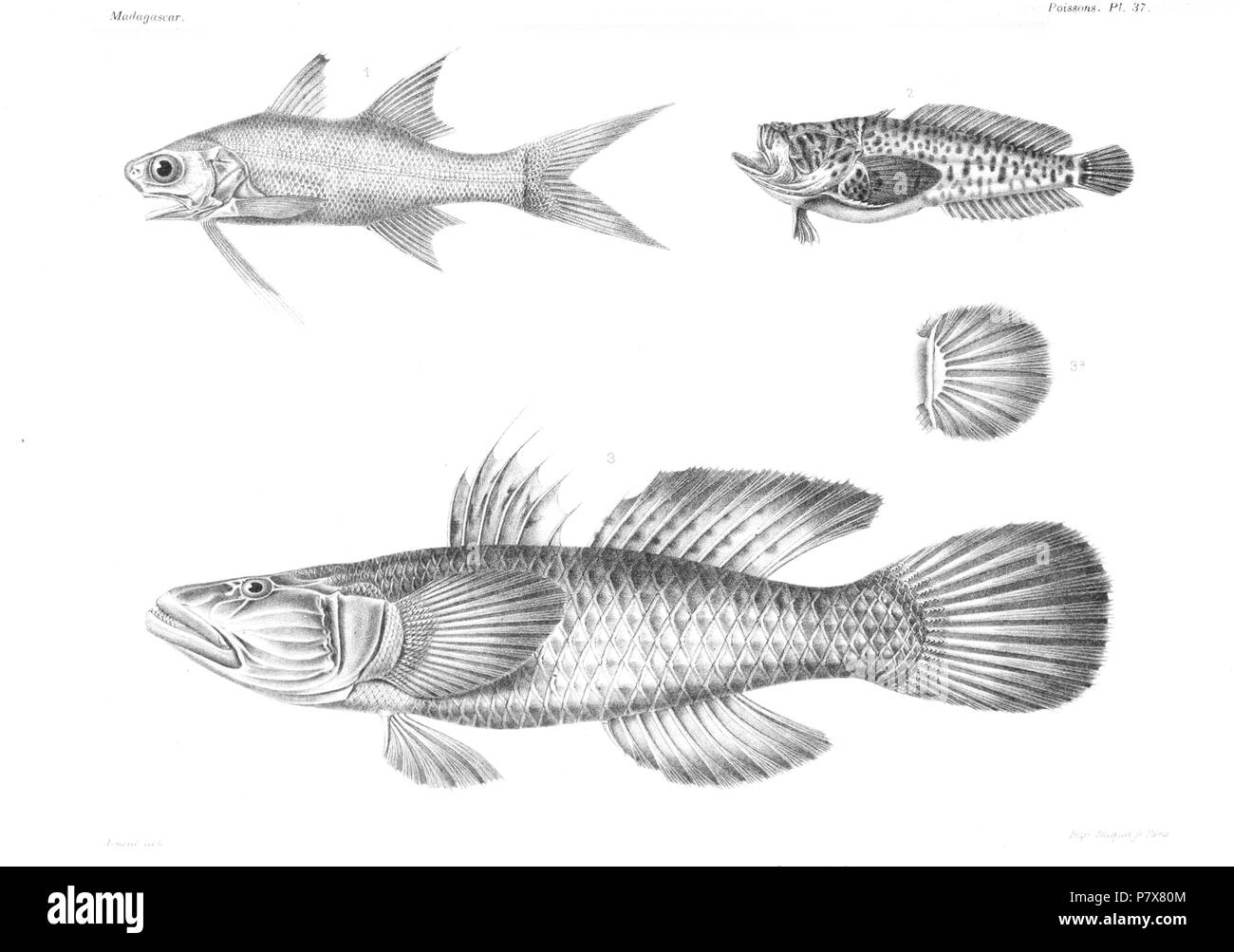 Questo file non ha descrizione e può essere privo di altre informazioni. Si prega di fornire una descrizione significativa di questo file. . 1885 175 GrandidierMadagascarFishes 0085 Foto Stock