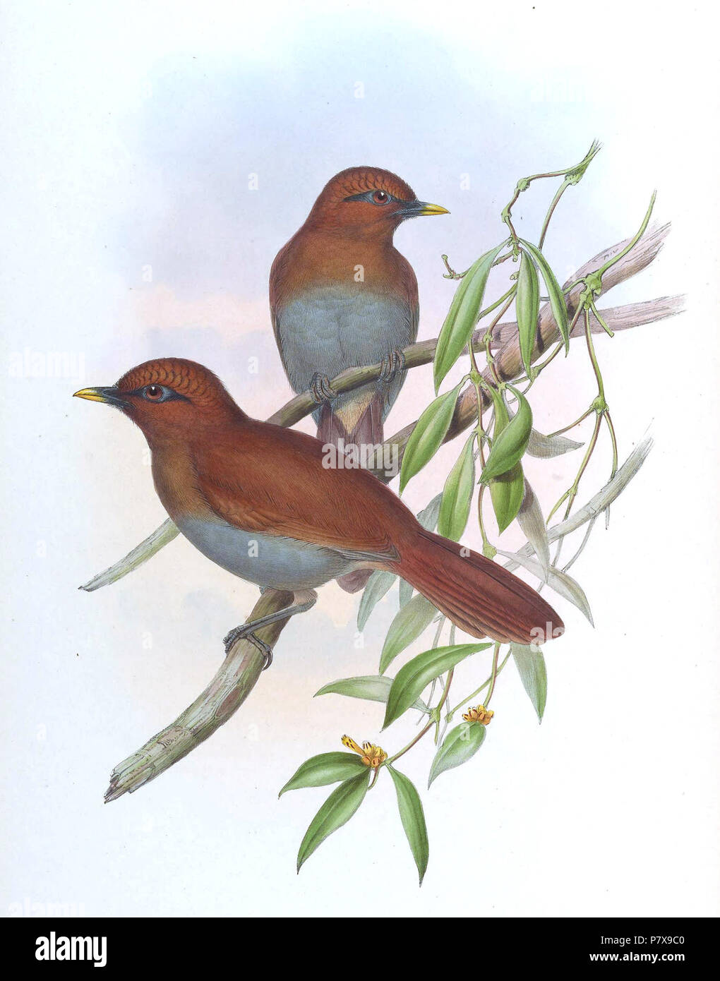 Garrulax poecilorhyncha . tra il 1850 e il 1883 167 GarrulaxPoecilorhynchaGould Foto Stock