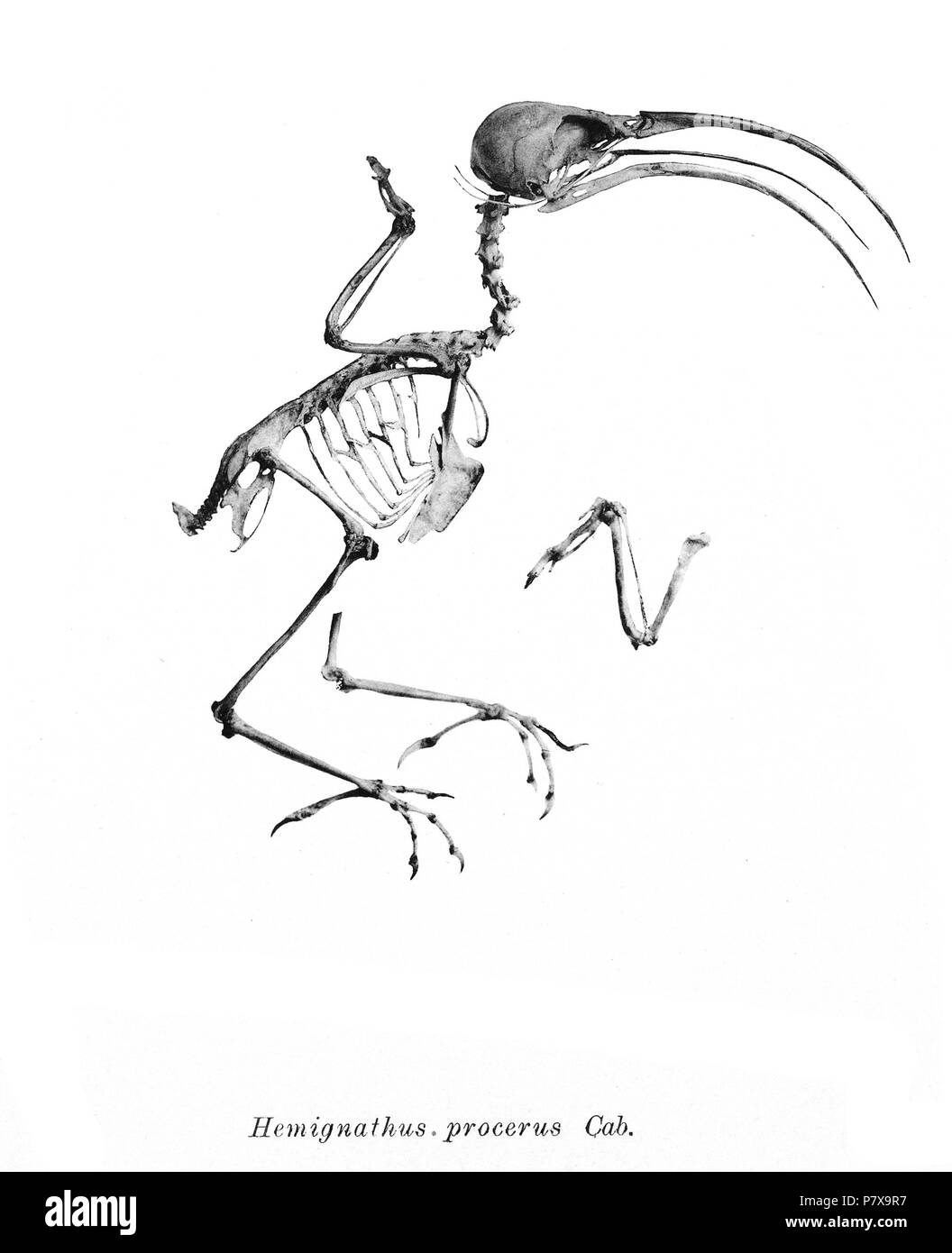 Scheletri di uccelli. Notare che la corrente i nomi scientifici devono essere verificati. Procerus Hemignathus . 1897 190 Hemignathus procerus 206 Foto Stock