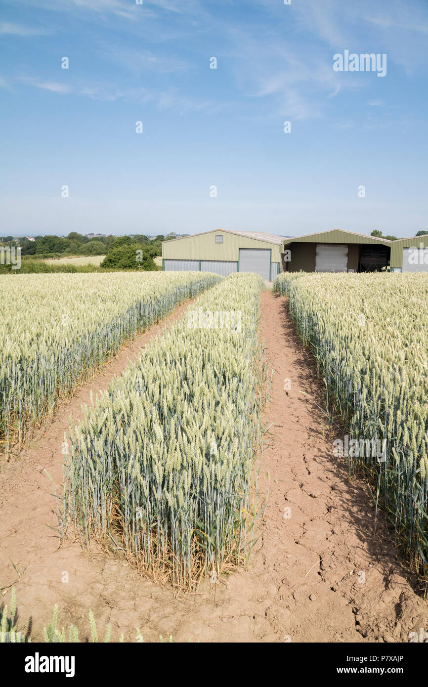 Il grano su una fattoria inglese nel luglio 2018 ondata di caldo e siccità, England, Regno Unito Foto Stock