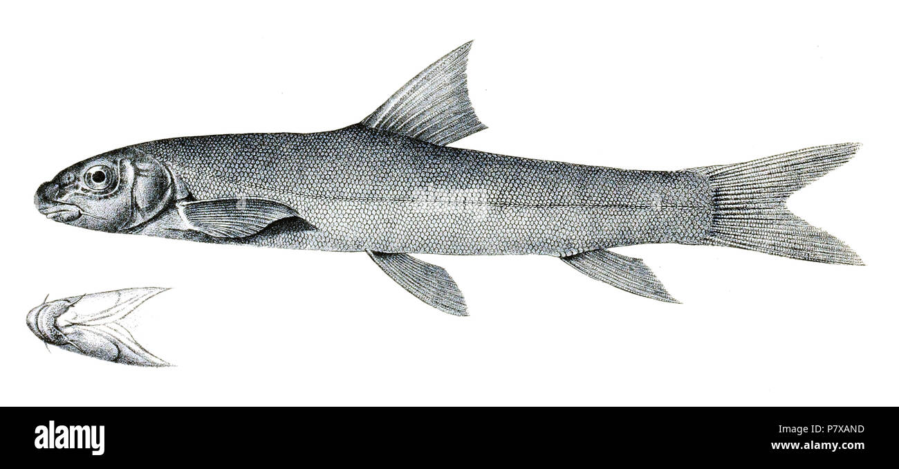 I nomi delle specie / identità bisogno di verifica. L'originale lastre mostravano i pesci rivolto verso destra e che sono stati capovolti qui. Oreinus sinuatus . 1878 295 Oreinus sinuatus Achille 124 Foto Stock