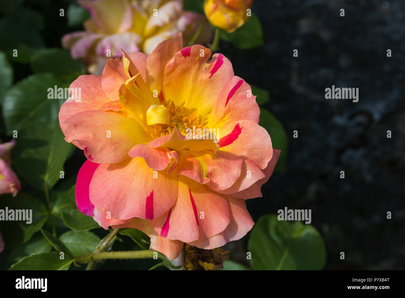 Macro di fantastiche rose fiore nel parco italiano Foto Stock