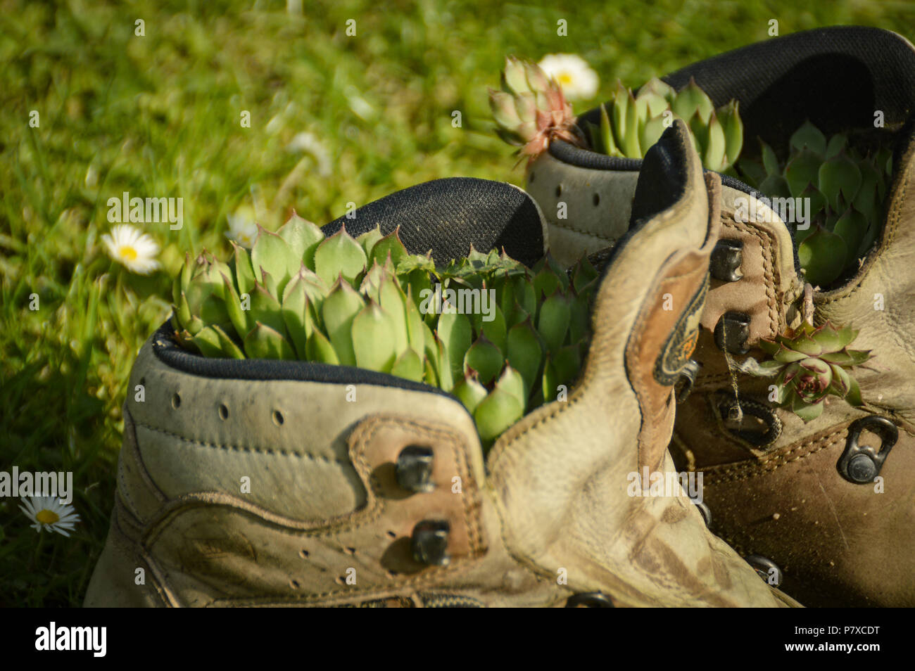 Un vecchio paio di scarponi da trekking utilizzati come pentola per i succulenti, mostrando la bellezza e la semplicità di uno stile di vita sostenibile ecocompatibile Foto Stock