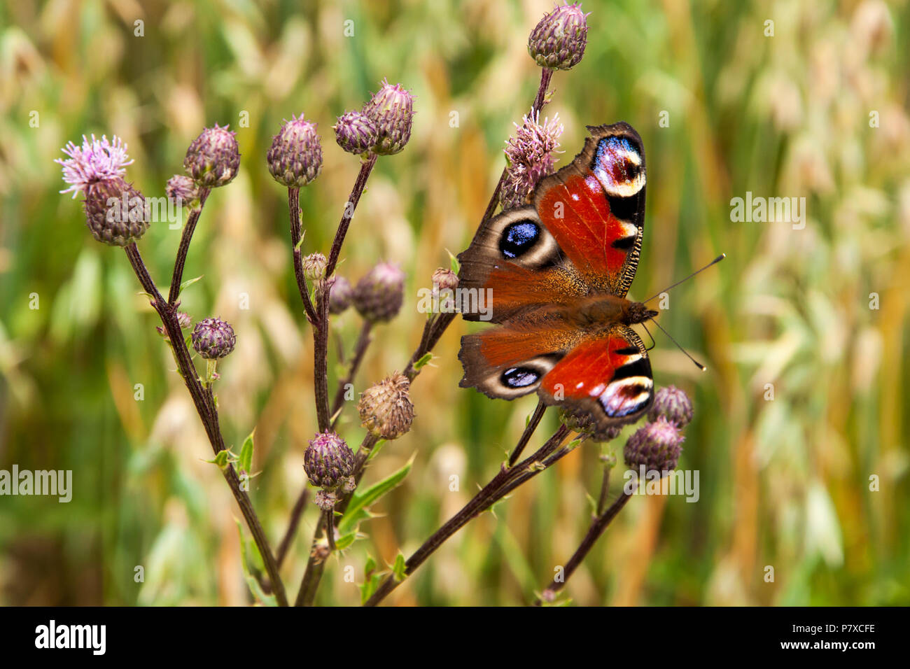 Farfalla Pavone, (Inachis io) appoggiata sul fiore Foto Stock