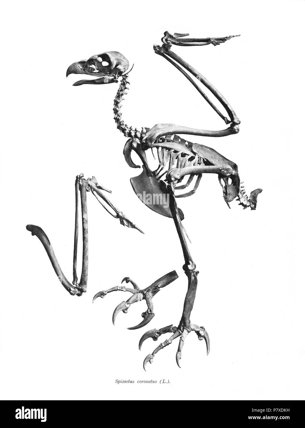 Scheletri di uccelli. Notare che la corrente i nomi scientifici devono essere verificati. Spizaetus coronatus . 1897 351 Spizaetus coronatus 46 Foto Stock