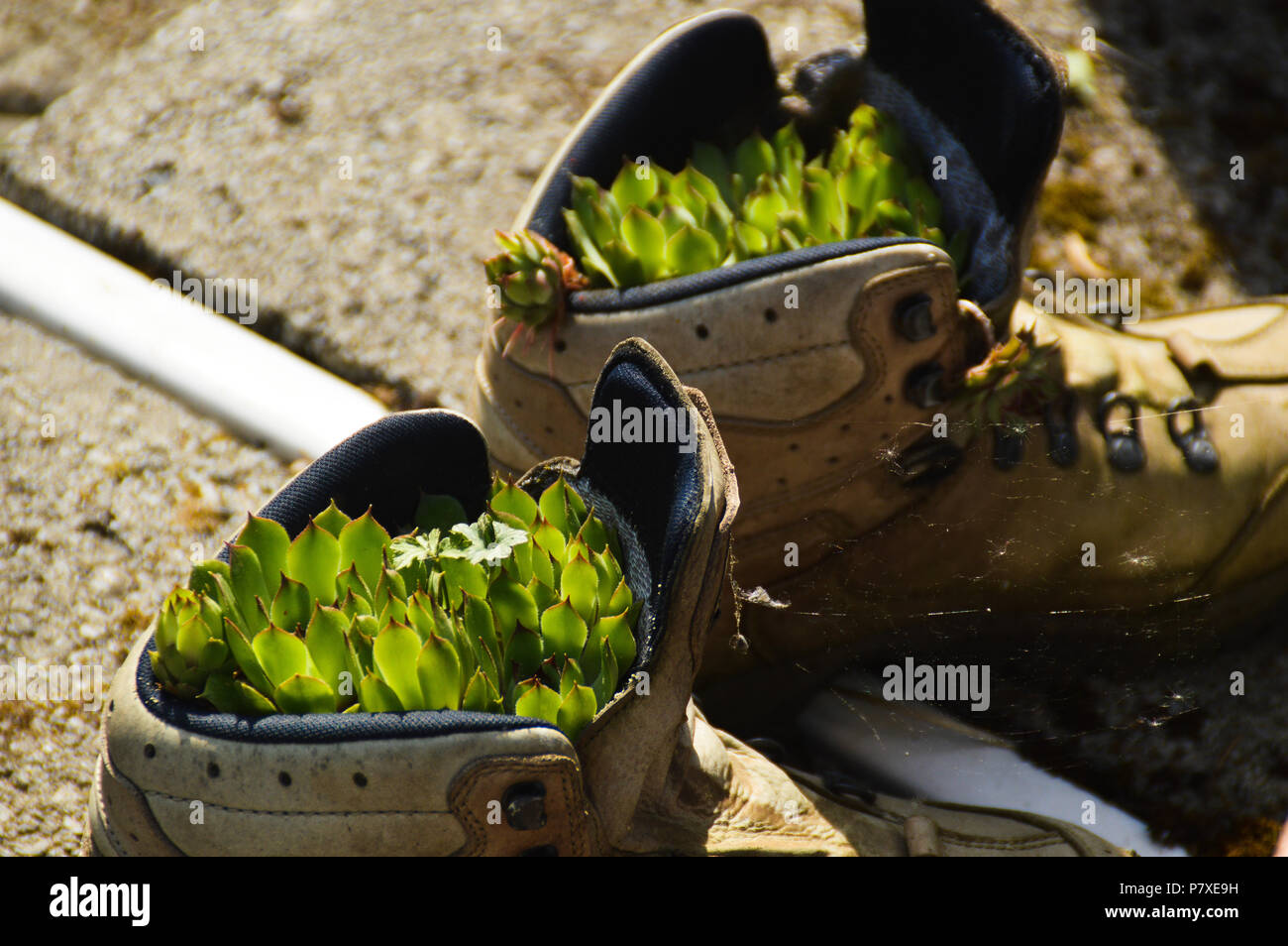 Un vecchio paio di scarponi da trekking utilizzati come pentola per i succulenti, mostrando la bellezza e la semplicità di uno stile di vita sostenibile ecocompatibile Foto Stock