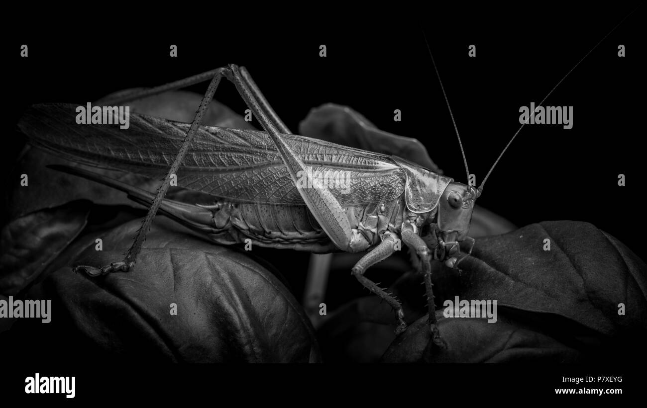 Locust macro shot Foto Stock