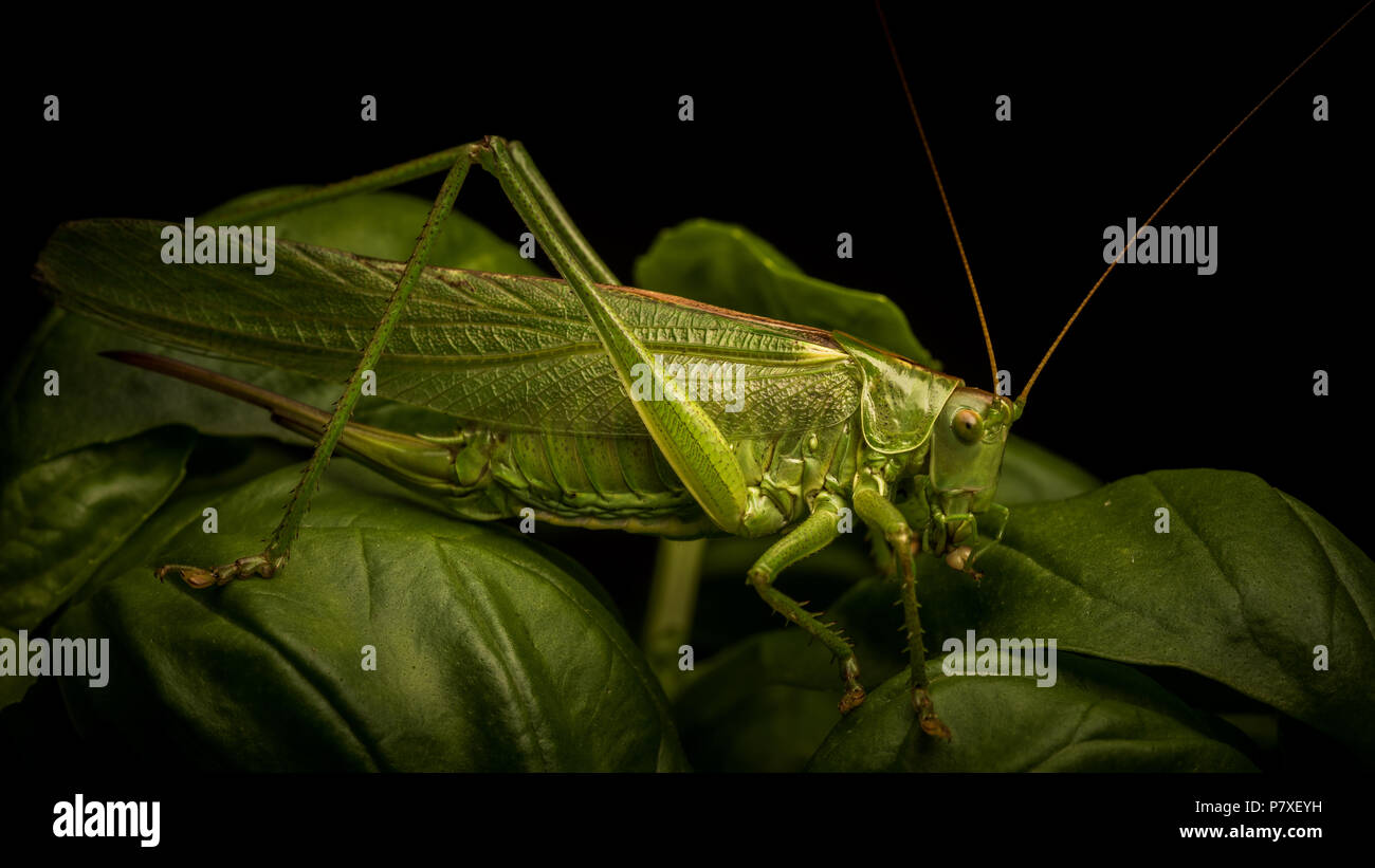 Locust macro shot Foto Stock